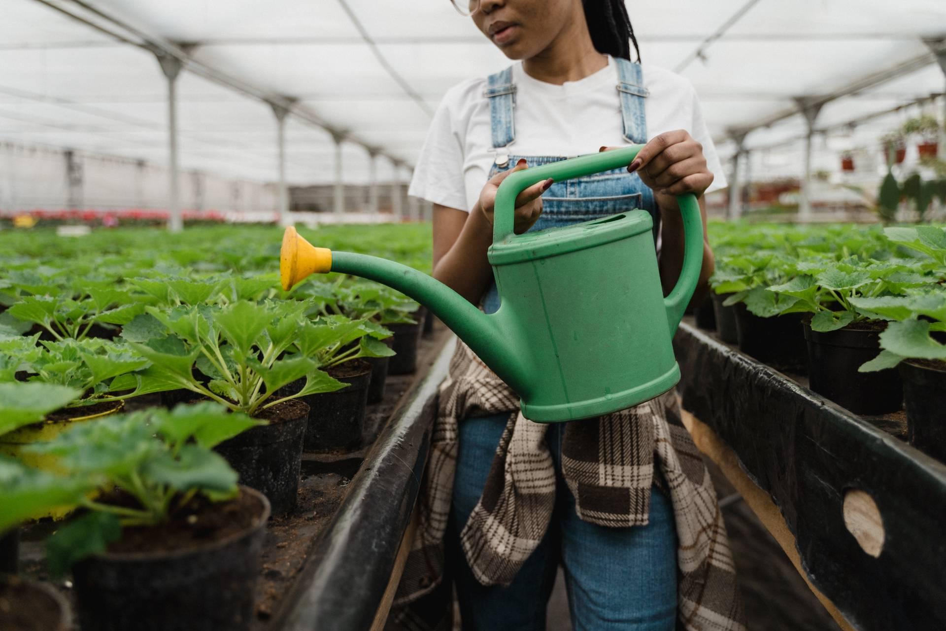 A female student waters plants in the greenhouse with a watering can.